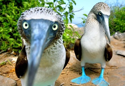 Blue Footed Boobies